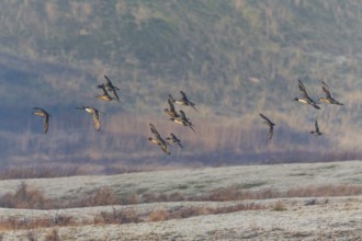 Pintails (Anas acuta), flock of birds in flight, island of Texel, Holland