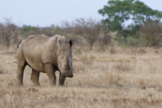 Southern white rhinoceros (Ceratotherium simum simum), adult male feeding on dry grass while