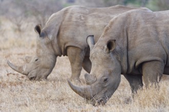 Southern white rhinoceros (Ceratotherium simum simum) with birds, two adult males feeding on dry