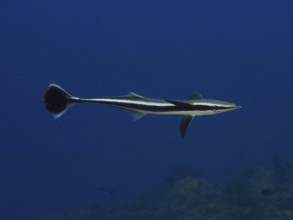 A streamlined fish, Live sharksucker (Echeneis naucrates), swimming alone in the deep blue ocean,