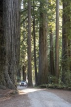 Crescent City, California - Redwood trees (Sequoia sempervirens), the tallest trees in the world,