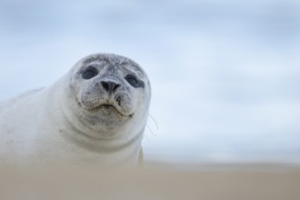 Common seal (Phoca vitulina) adult animal on a beach, Norfolk, England, United Kingdom, Europe