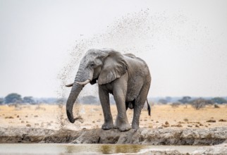 African elephant (Loxodonta africana), adult male, splashing himself with water at a waterhole,