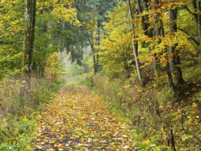 Woodland path, covered in autumn leaves, beside the Schwartzbach stream, in the Rhön UNESCO