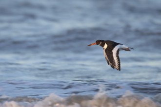 Eurasian oystercatcher (Haematopus ostralegus) adult bird flying over the sea, England, United