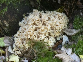 Cauliflower Fungus (Sparassis crispa), growing on the ground at the base of a Pine tree, in the