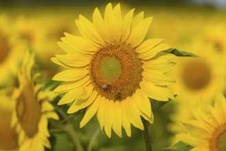 Sunflower field, sunflower (Helianthus annuus) in bloom, close-up, North Rhine-Westphalia, Germany,