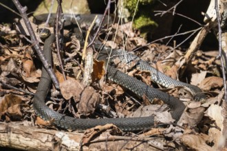 Grass snakes (Natrix natrix) warms itself in the spring sun among old leaves, Sweden, Europe