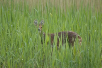 Chinese water deer (Hydropotes inermis) adult animal amongst reeds of a reedbed, England, United