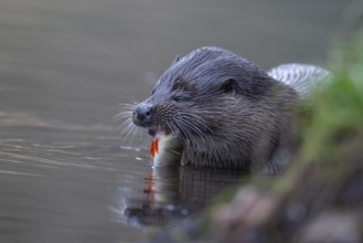 Eurasian otter (Lutra lutra) adult animal feeding on a fish in a river, England, United Kingdom,