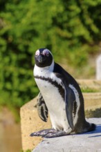 African penguin, Boulders Penguin Colony, Simons Town, Cape Town, Cape Island, South Africa, Africa