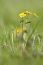 Marsh marigold (Caltha palustris), flowers of wetland biotopes, yellow flower, Flusslandschaft