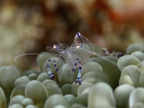 Transparent Saravati anemone partner shrimp (Ancylomenes sarasvati) sits on green, bubble-like