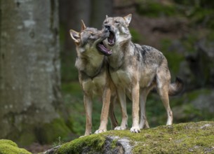 Wolves (Canis lupus) standing on a rock covered with moss, social behaviour, captive, Bavarian