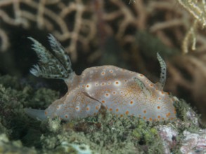 A nudibranch with orange dots, Batangas Halgerda, on the seabed with characteristic patterns, dive