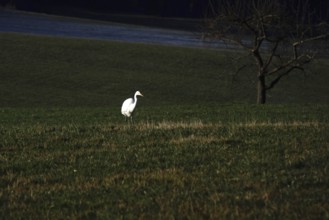 Great White Egret in a field, winter, Bavaria, Germany, Europe