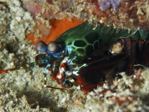 Green clown mantis shrimp (Odontodactylus scyllarus) in bright colours hidden in the sand, dive