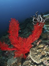 Bright red corals, Red knot fan (Melithaea ochracea), and Red feather star in a diverse underwater