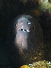 Close-up of a sooty moray eel (Gymnothorax flavimarginatus) peeking out of the shadow of a cave,