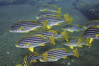 A school of yellow-black striped fish, Oriental sweetlips (Plectorhinchus vittatus), swimming above