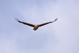 White-tailed eagle (Haliaeetus albicilla) in flight, Flusslandschaft Peenetal nature park Park,