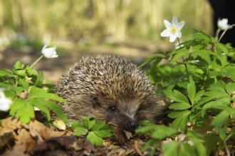 European hedgehog (Erinaceus europaeus) adult animal in a woodland with flowering Wood anemone