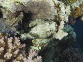 A fringed scorpionfish (Scorpaenopsis oxycephala) camouflaging among corals, with a variety of