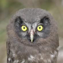 Great horned owl (Aegolius funereus), young bird looking attentively, animal portrait,