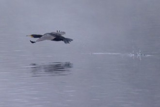 A cormorant flies just above the water surface while its silhouette is reflected in the water,