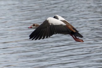 A Nile Goose with spread wings in calm flight over the water, Nile Goose, (Alopochen aegyptiacus),