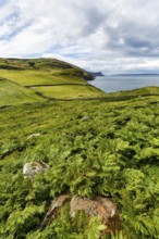 Green coastline between Ballycastle and Ballintoy overlooking the sea, Ferns, Causeway Coastal