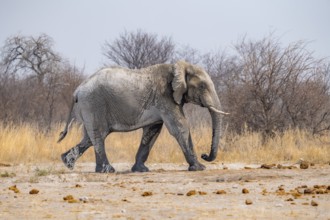 African elephant (Loxodonta africana), running, African savannah, Nxai Pan National Park, Botswana