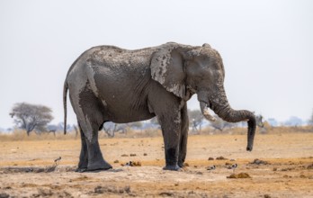 African elephant (Loxodonta africana), resting trunk on tusk, funny, Nxai Pan National Park,