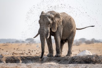 African elephant (Loxodonta africana), bathing at a waterhole, spraying water from its trunk, Nxai