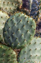 2016, Guatiza, Lanzarote, Jardin de Cactus by Cesar Manrique, ESP, Spain, Canary Islands, Canary