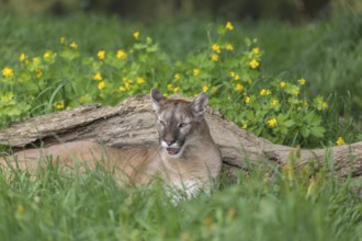 One male cougar, Puma concolor, resting in front of a log and yellow flowers in fresh green grass