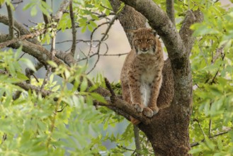 A Eurasian lynx (Lynx lynx) sits high up in a tree on a sunny day, looking towards the camera