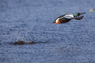 Northern Shoveler (Anas clypeata), male duck taking off in flight from lake, in display flight,