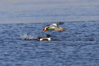 Northern Shoveler (Anas clypeata), male duck taking off in flight from lake, in display flight,