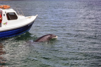 Famous dolphin Fungie swims next to a boat, boat tour, dolphin and whale watching, Dingle Bay,