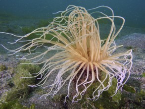 Filigree cylinder rose (Cerianthus filiformis) with long tentacles and sand in the background, dive