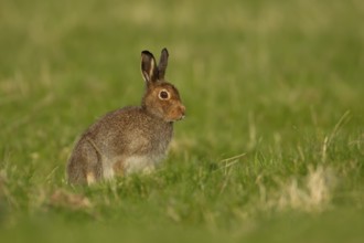 Mountain hare (Lepus timidus) adult animal in its summer coat on a hillside meadow, Cairngorm