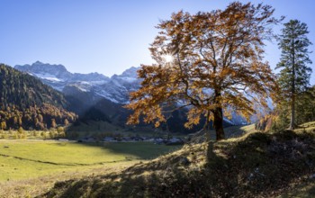 Beech with autumnal red foliage and sun star, Großer Ahornboden in autumn, rocky mountain peaks in