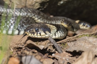 Close up of a Grass snake (Natrix natrix) warming itself in the spring sun