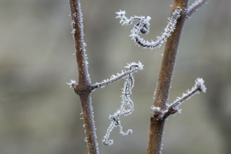 Elegant frosty branches of a vine with fine ice details in a wintry setting, Reif, Rems Valley,