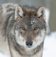 Wolf (Canis lupus), portrait, captive, Germany, Europe