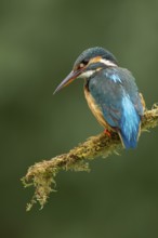 Common kingfisher (Alcedo atthis) adult female bird on a moss covered tree branch, England, United