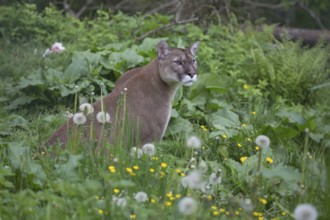 One male cougar, Puma concolor, resting in front of a log and yellow flowers in fresh green grass