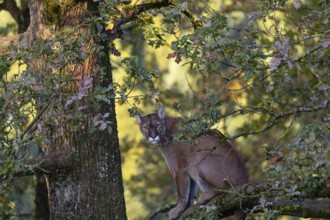 One adult cougar, Puma concolor, rests on a big branch high up in an oak tree