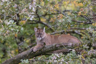 One adult cougar, Puma concolor, rests on a big branch high up in an oak tree